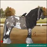Horse Color:White Spotted Smoky Grullo 
