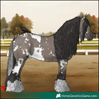 Horse Color:White Spotted Smoky Grullo 