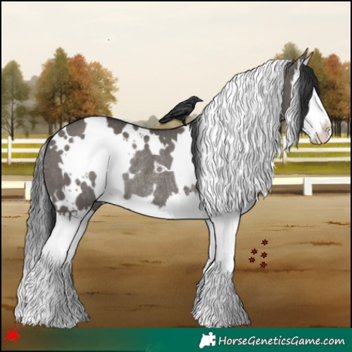 Horse Color:White Spotted Grullo Splash Rabicano 
