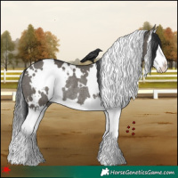Horse Color:White Spotted Grullo Splash Rabicano