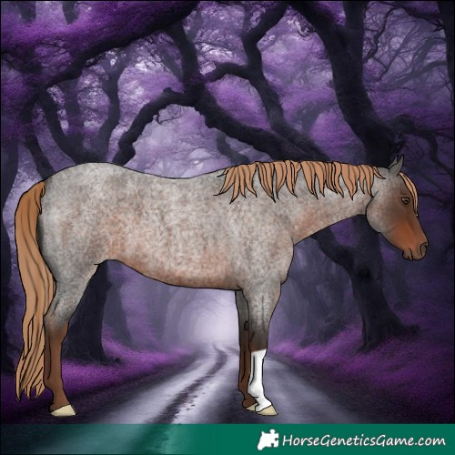 Horse Color:Liver Red Roan 
