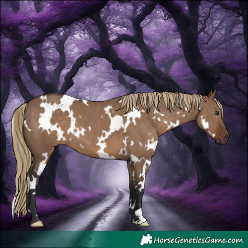 Horse Color:White Spotted Liver Red Dun