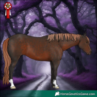 Horse Color:Liver Chestnut