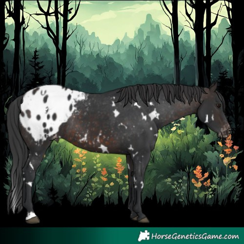 Horse Color:White Spotted Brown Blanket Rabicano 