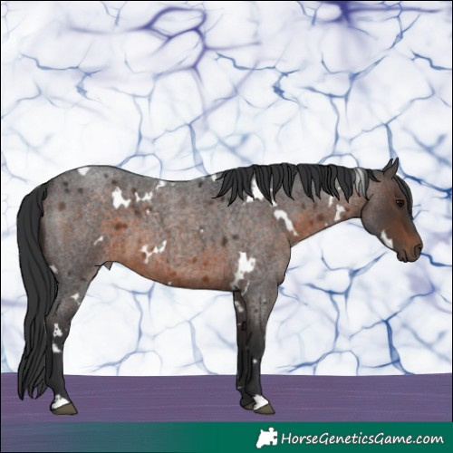 Horse Color:White Spotted Brown Roan 