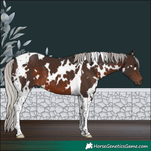 Horse Color:White Spotted Silver Brown Tobiano 