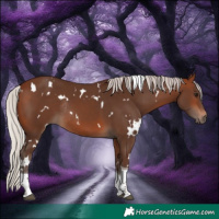 Horse Color:White Spotted Silver Brown Tobiano Rabicano