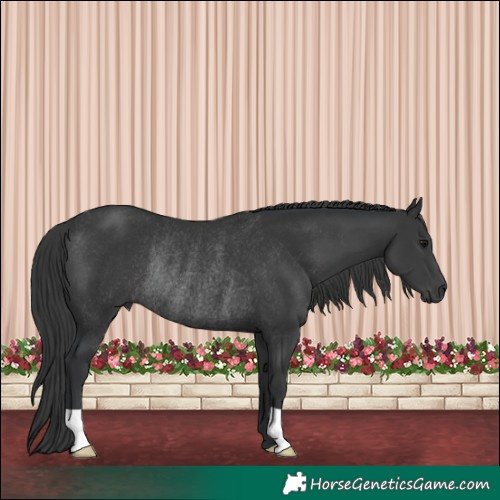 Horse Color:Black Rabicano