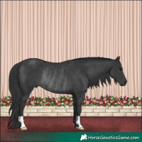 Horse Color:Black Rabicano 