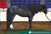 Horse Color:Black 