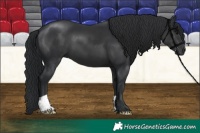 Horse Color:Black 
