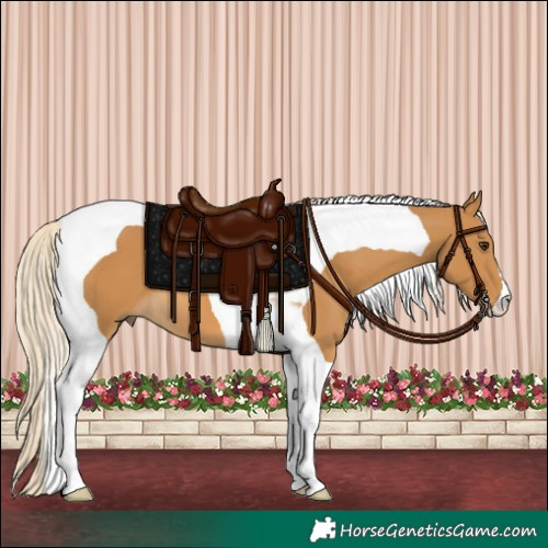 Horse Color:Palomino Tobiano 