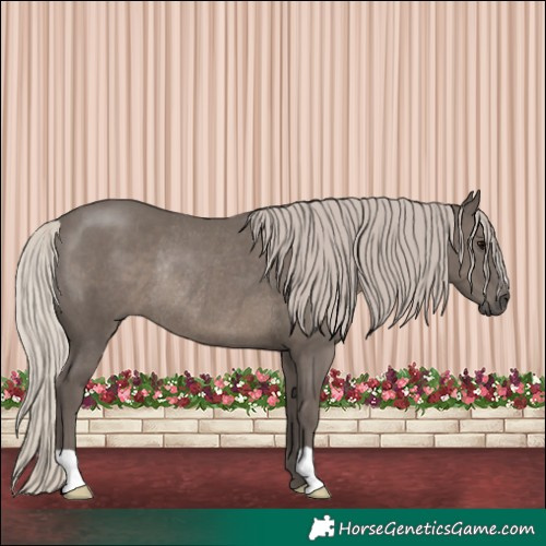 Horse Color:Silver Black Rabicano