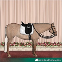 Horse Color:Silver Grullo Rabicano 