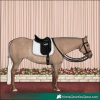 Horse Color:Silver Grullo Rabicano