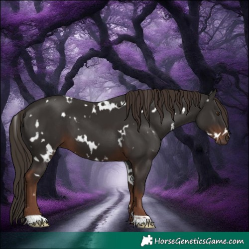 Horse Color:White Spotted Liver Chestnut 