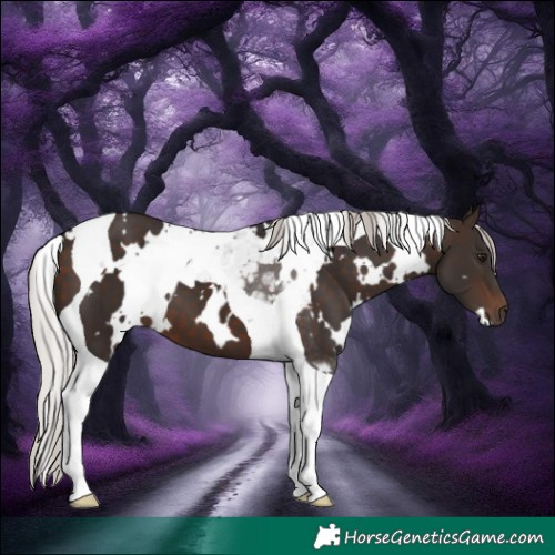 Horse Color:White Spotted Silver Brown Tobiano 