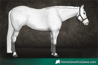 Horse Color:White Spotted Silver Grullo Appaloosa 
