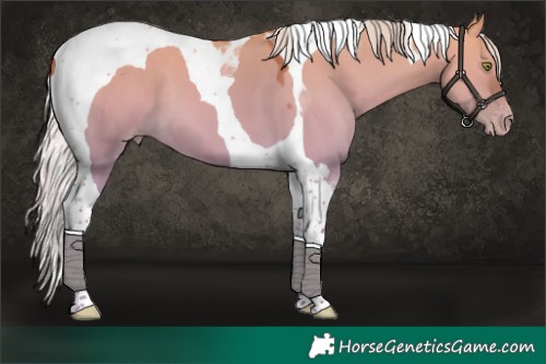 Horse Color:Silver Sable Champagne Dun Tobiano 