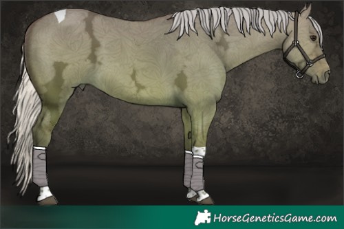 Horse Color:Silver Bay Ice Dun Tobiano 