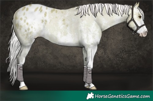 Horse Color:Silver Buckskin Dun Sabino Appaloosa 