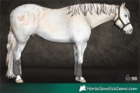 Horse Color:Platinum White Spotted Chocolate Palomino Pearl Dun Appaloosa Rabicano 