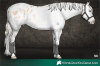 Horse Color:Platinum White Spotted Chocolate Palomino Pearl Dun Blanket Rabicano 