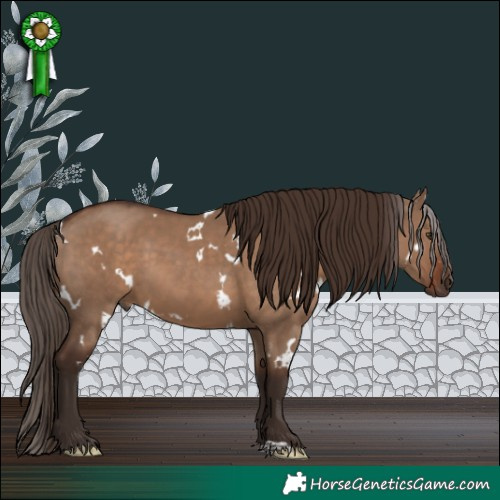 Horse Color:White Spotted Liver Red Dun 