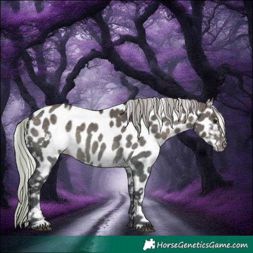 Horse Color:White Spotted Silver Brown Dun Appaloosa 