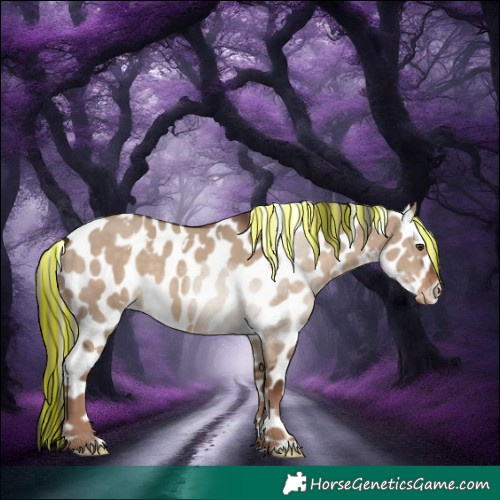 Horse Color:Painted White Spotted Liver Red Dun Appaloosa 