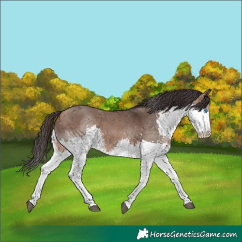 Horse Color:Bay Dun Splash Rabicano 