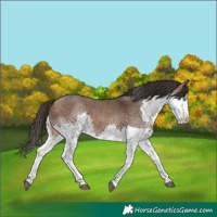 Horse Color:Bay Dun Splash Rabicano