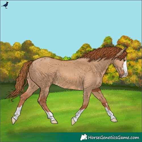 Horse Color:Red Dun 