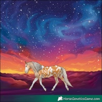 Horse Color:Palomino Sabino Tobiano Blanket 