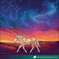 Horse Color:Palomino Sabino Tobiano Appaloosa 