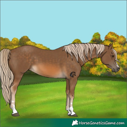 Horse Color:Chocolate Palomino 