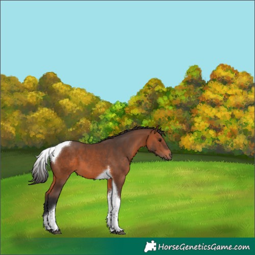 Horse Color:Bay Tobiano 