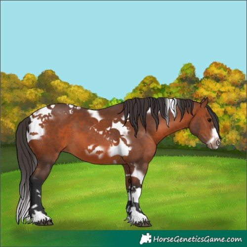 Horse Color:Bay Tobiano Frame 