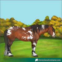 Horse Color:Bay Tobiano Frame 