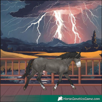 Horse Color:Grullo Sabino 