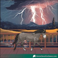 Horse Color:Grullo Sabino
