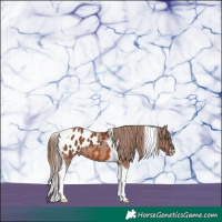 Horse Color:Chestnut Tobiano Appaloosa 