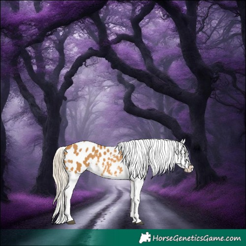 Horse Color:Palomino Tobiano Appaloosa 