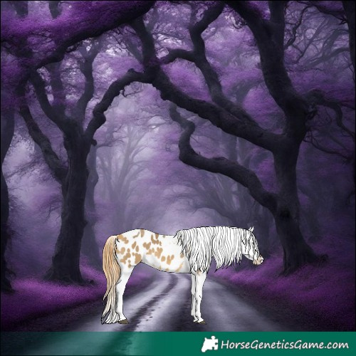 Horse Color:Buckskin Dun Tobiano Appaloosa 