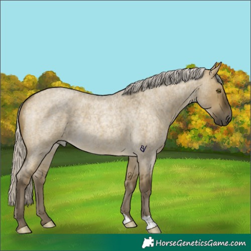 Horse Color:Silver Buckskin Roan Dun Rabicano 