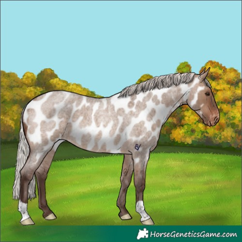 Horse Color:Silver Brown Roan Dun Near Leopard Rabicano 