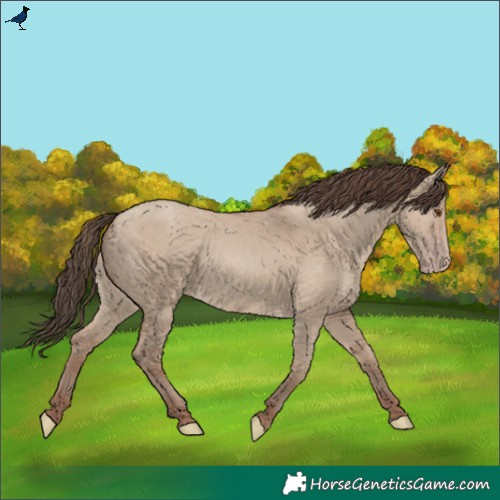 Horse Color:Classic Champagne Dun Rabicano 