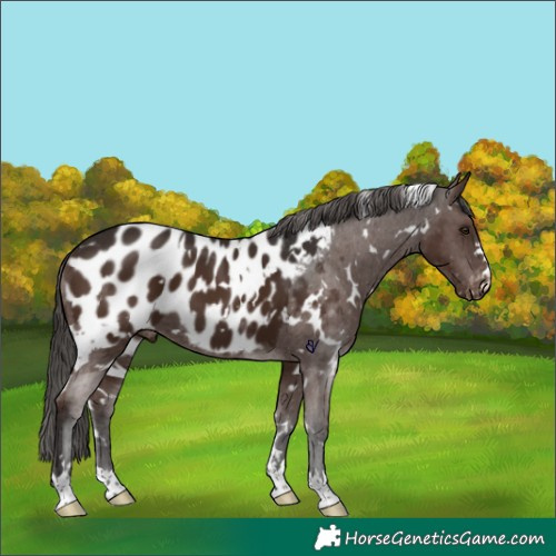 Horse Color:White Spotted Liver Chestnut Appaloosa 