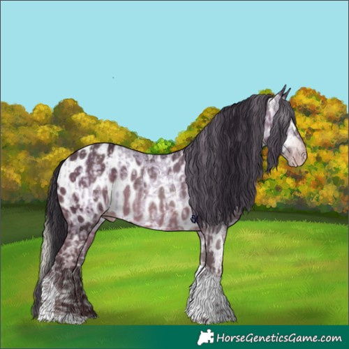 Horse Color:Gray White Spotted Silver Classic Champagne Ice Dun  and Gray Sable Champagne Tobiano Appaloosa Rabicano 