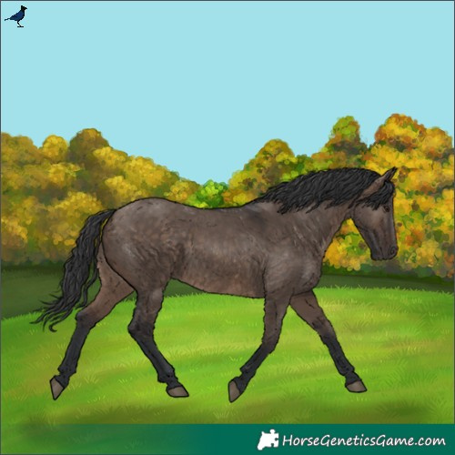 Horse Color:Brown Dun Rabicano 